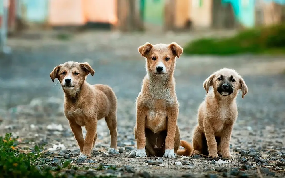 NMC Shortlists 30 Proposed Dog-Feeding Zones in Nagpur; Public Consultation to Follow