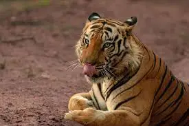 Tragic End of Tiger T40 “Bittu” — Direct Descendant of Legendary Tiger Jai Killed by Train in Sindewahi