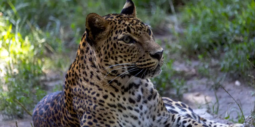 Why Leopard Sightings Are Increasing in Nagpur?