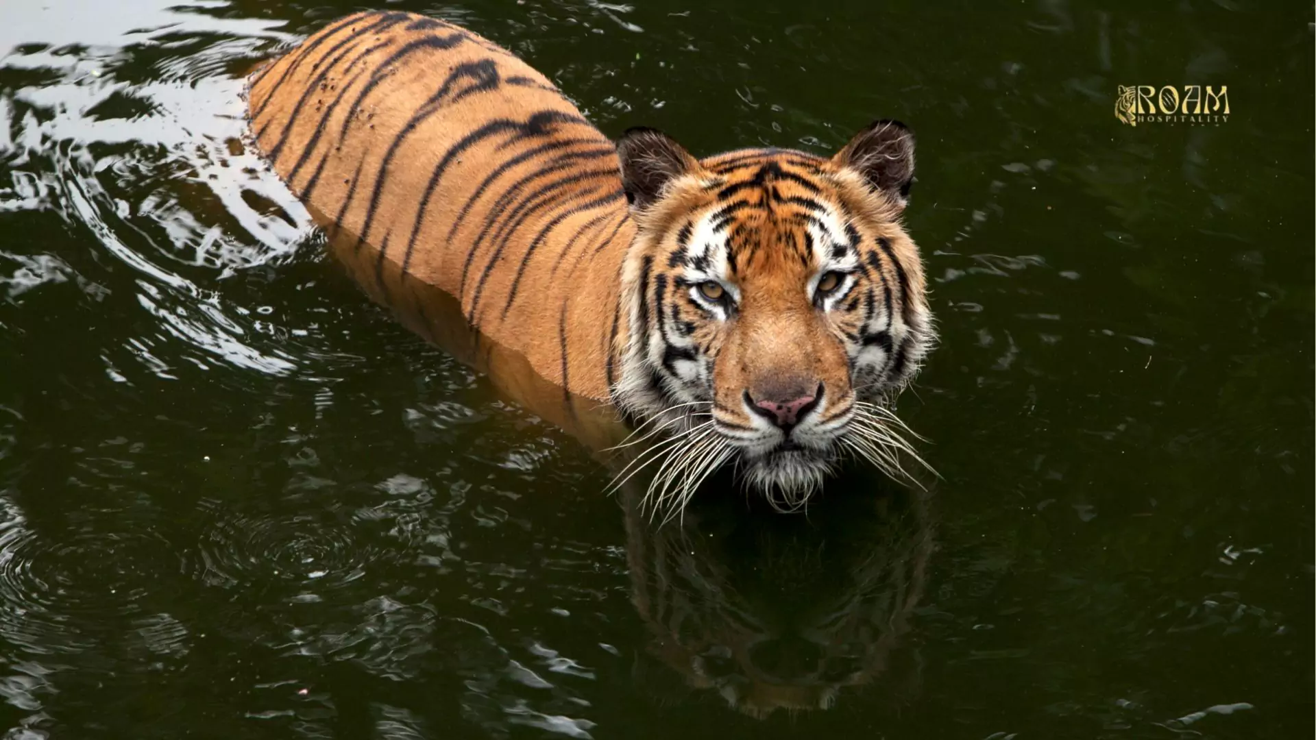 Roam Hospitality: Where India’s Wild Heart Meets Timeless Luxury