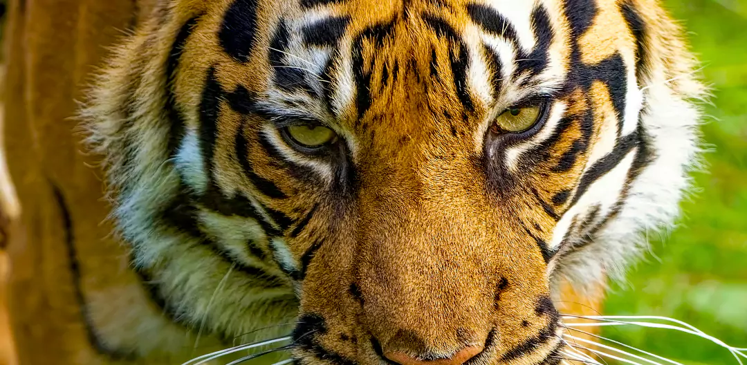 Tiger attack in Injevary, Armori