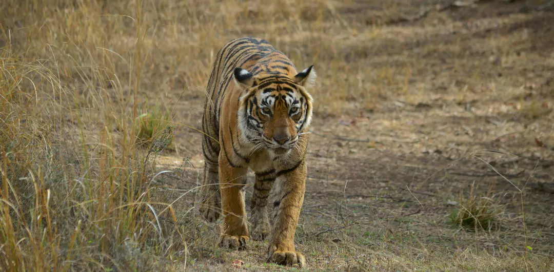 Gorewada Wildlife Centre may shift 6–8 tigers to other zoos