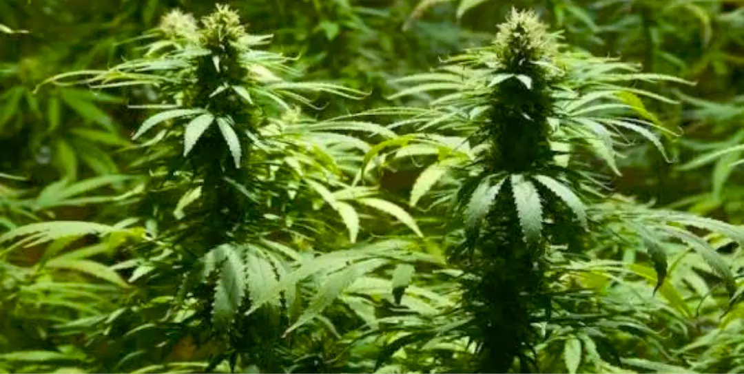 शहर में पुलिस ने नशे के अवैध कारोबार के खिलाफ बड़ी कार्रवाई